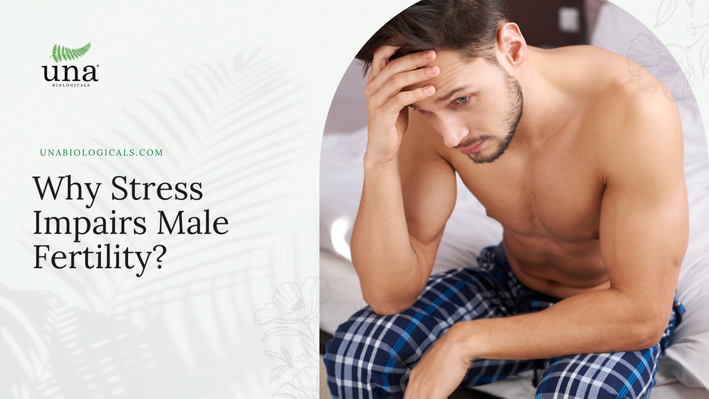 Why Stress Impairs Male Fertility