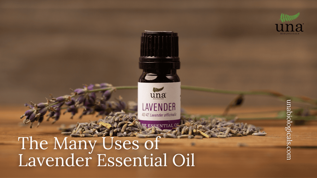 The Many Uses of Lavender Essential Oil