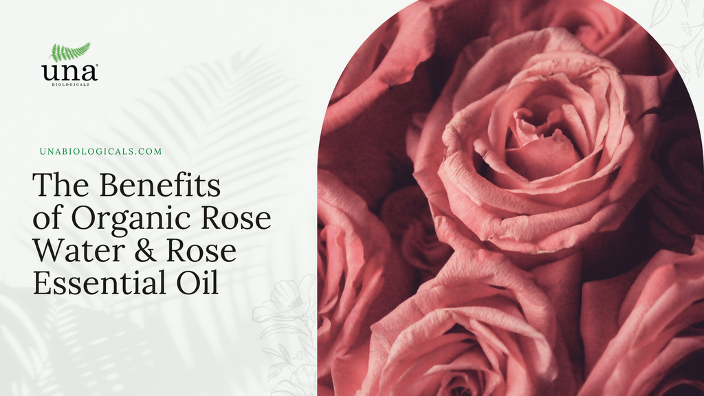 The Benefits of Organic Rose Water and Rose Essential Oil